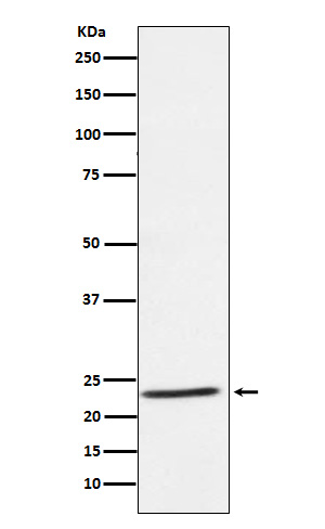 IL32 Rabbit mAb