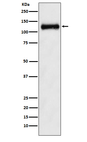 ANPRB Rabbit mAb