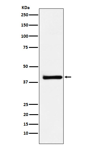 XRCC3 Rabbit mAb