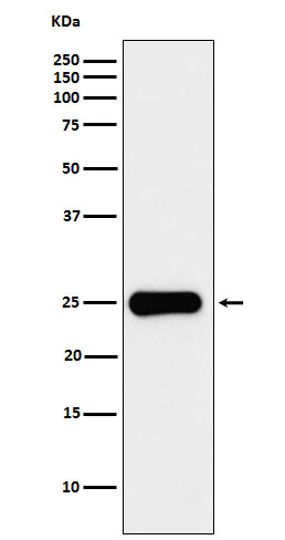 Placental lactogen Rabbit mAb