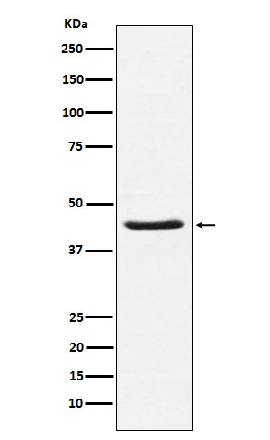 HSD3B1 Rabbit mAb