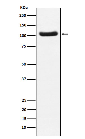 PDE2A Rabbit mAb