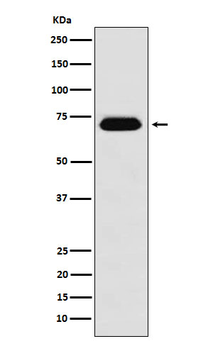 NUP62 Rabbit mAb