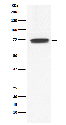 GCYA3 Rabbit mAb