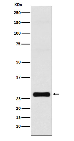 GJB1 Rabbit mAb