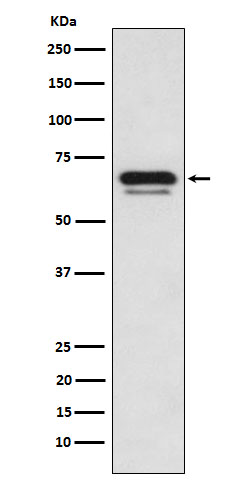 p66 alpha Rabbit mAb