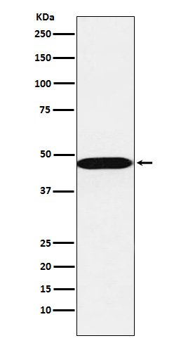 AHCY Rabbit mAb