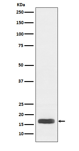 Histone H3 (acetyl K27) Rabbit mAb