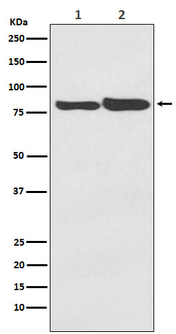 FACL4 Rabbit mAb