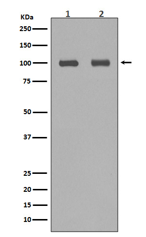 Aconitase 1 Rabbit mAb