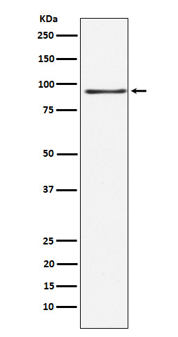 RANBP3 Rabbit mAb