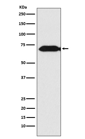 Themis Rabbit mAb