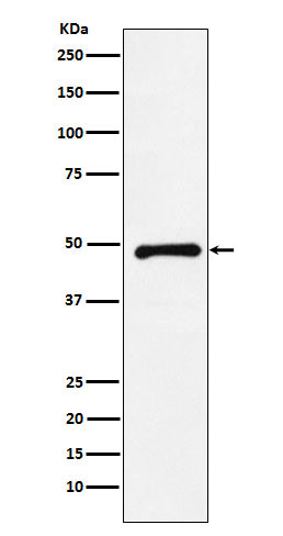 CTBP2 Rabbit mAb