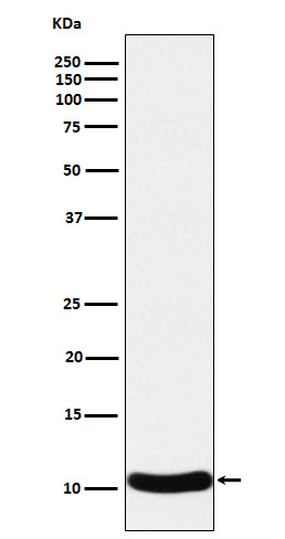 CCL27 Rabbit mAb