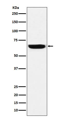 GBP1 Rabbit mAb