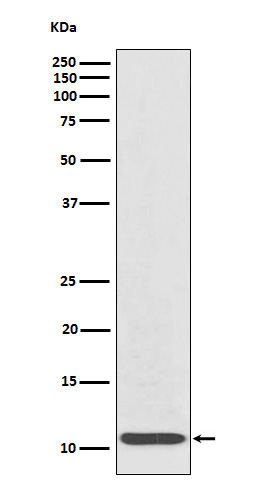 IL8 Rabbit mAb