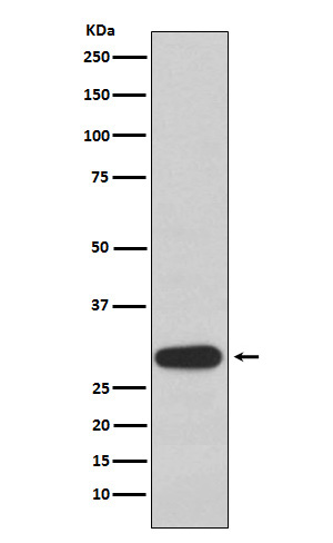 Olig3 Rabbit mAb