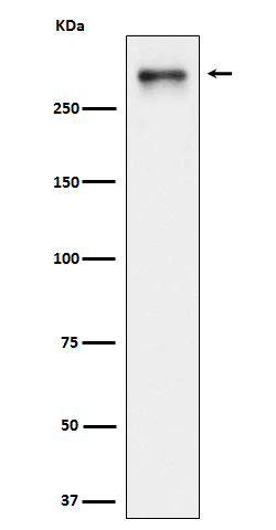 USP24 Rabbit mAb