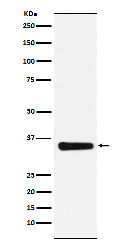 MED4 Rabbit mAb