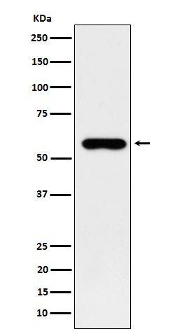 SUOX Rabbit mAb