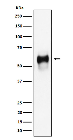 CD58 Rabbit mAb