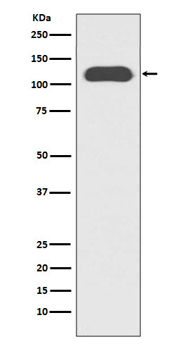 CD133 Rabbit mAb