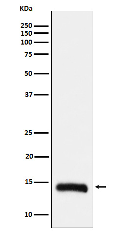 Histone H2B (formyl K108) Rabbit mAb