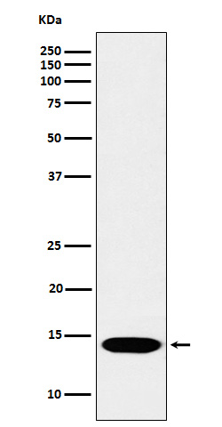 Histone H2B (mono methyl K116) Rabbit mAb