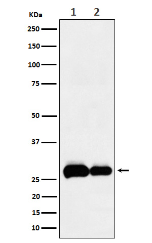 PHD3 Rabbit mAb