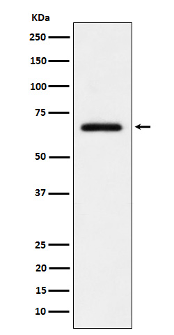 USP39 Rabbit mAb