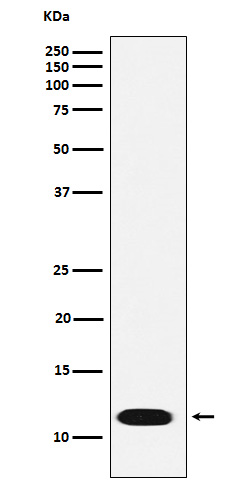 CTNNBIP1 Rabbit mAb