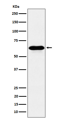 COASY Rabbit mAb