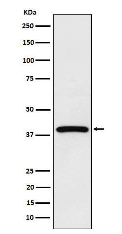 NCF4 Rabbit mAb