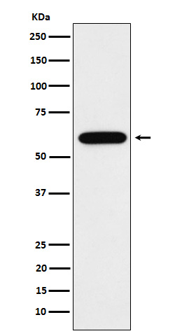 TUB1 Rabbit mAb