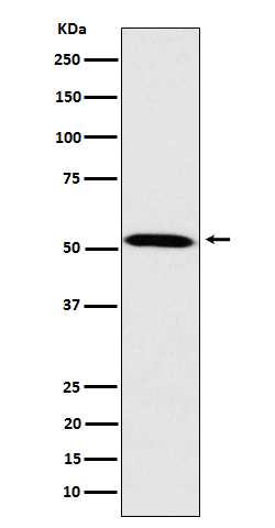 Fukutin Rabbit mAb