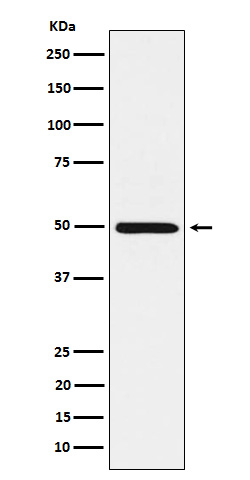 HGD Rabbit mAb