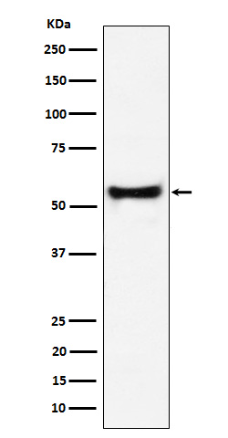 PDCD7 Rabbit mAb