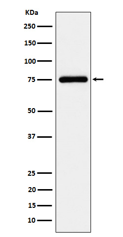 TUG Rabbit mAb