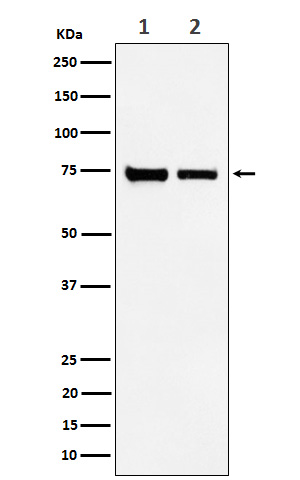 CPSF73 Rabbit mAb