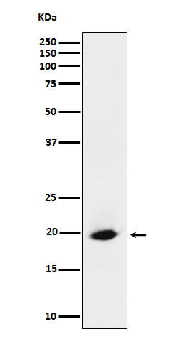 SRP19 Rabbit mAb