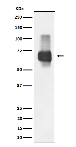 CD84 Rabbit mAb