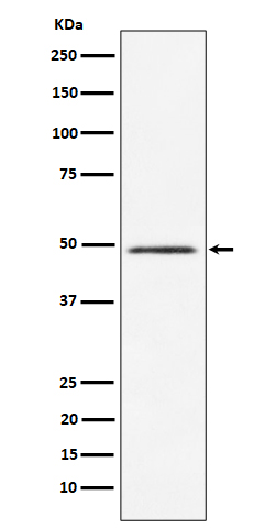 HEAB Rabbit mAb