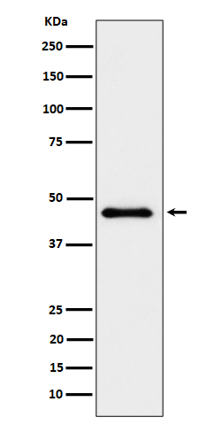 ELP4 Rabbit mAb