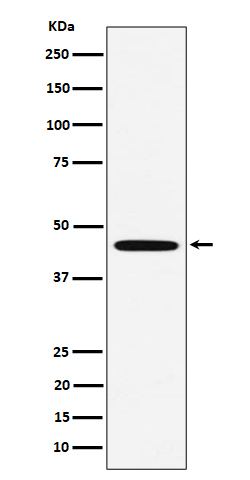 MC5 Receptor Rabbit mAb