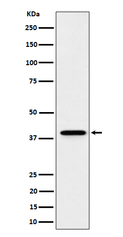 DCAF7 Rabbit mAb