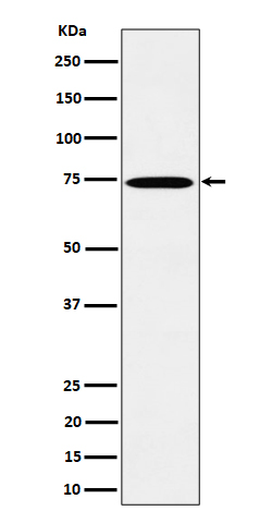 TAF15 Rabbit mAb