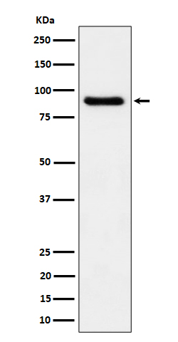 C1s Rabbit mAb