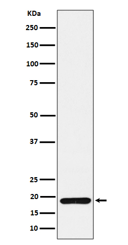 ERp19 Rabbit mAb