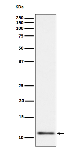 UQCRH Rabbit mAb