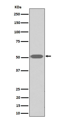 Thromboxane A2 receptor Rabbit mAb